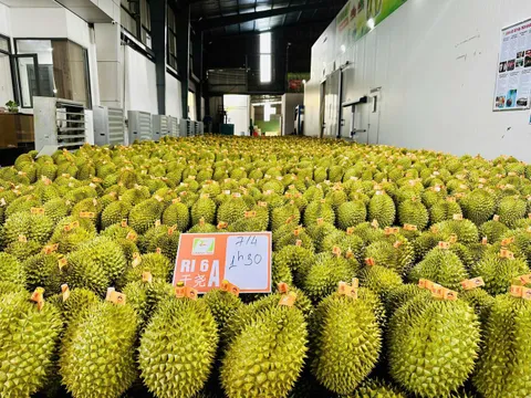 Phó Thủ tướng yêu cầu làm rõ trách nhiệm vụ việc gián đoạn kiểm nghiệm sầu riêng xuất khẩu