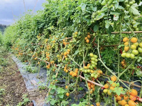 Kết quả nghiên cứu chọn tạo và khảo nghiệm giống cà chua qủa nhỏ kim mật