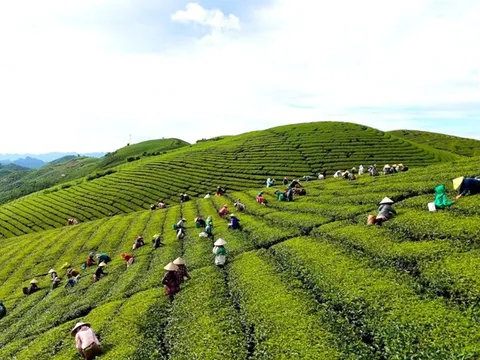 Hồng Trà Như Ý: Từ vùng cao đến thị trường hiện đại - Hành trình nâng tầm giá trị trà Việt trong hệ sinh thái nông nghiệp bền vững