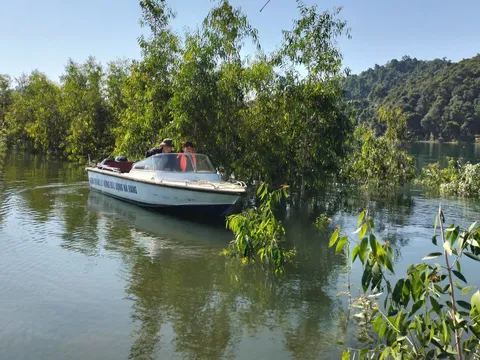 Tuyên Quang: Cây tràm lá dài sinh trưởng tốt trên vùng bán ngập lòng hồ thuỷ điện