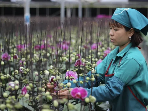 HTX Đan Hoài: Phát triển mô hình ứng dụng Công nghệ cao trong nông nghiệp