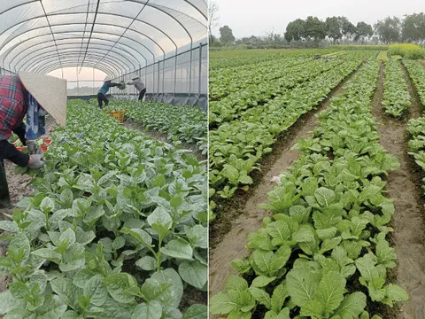 Mô hình liên kết hiệu quả trong sản xuất rau an toàn