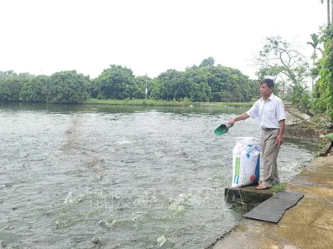 Hà Nội: Kinh tế trang trại phát huy hiệu quả trong nuôi trồng thủy sản