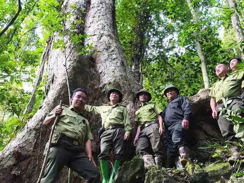 Tuyên Quang: Hạt Kiểm lâm Khu vực VI bảo vệ và phát triển rừng