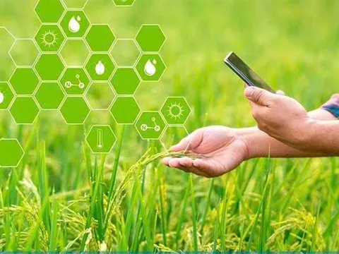 Nông nghiệp Việt Nam: Từ “Trụ đỡ” chiến lược đến động lực tiên phong trong Kỷ nguyên vươn mình