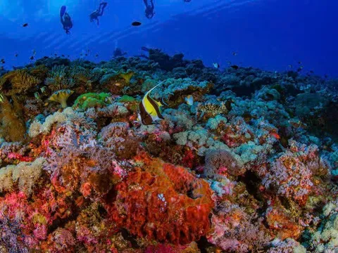 Hệ sinh thái rạn san hô quần đảo Trường Sa: Di sản thiên nhiên, nền tảng địa chính trị và chiến lược phát triển bền vững