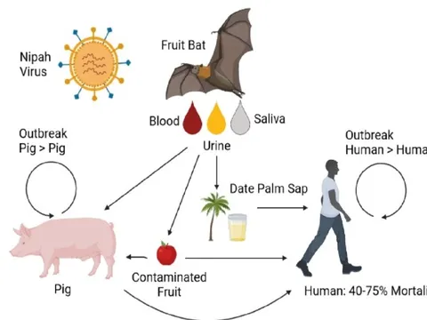 Bệnh do virus Nipah: Không hoang mang nhưng cũng không chủ quan