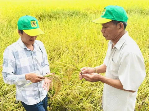 Nâng tầm giá trị hạt gạo Việt: Từ triết lý "Thuận thiên" đến chiến lược phát triển bền vững