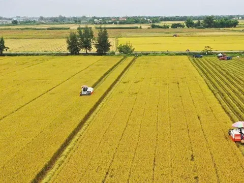 Khát vọng xanh từ cánh đồng một triệu héc-ta: Hành trình tái định nghĩa giá trị lúa gạo Việt Nam