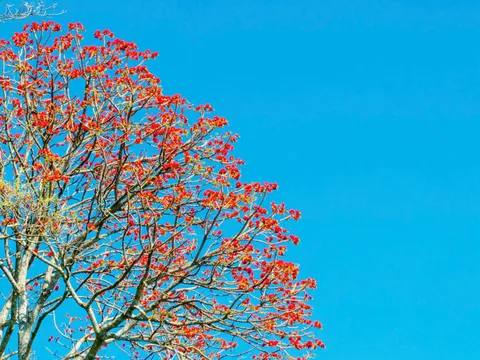 Hoa vông nem vào mùa nở rộ như ‘lửa đỏ’ khắp núi Bà Đen