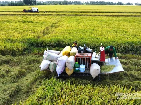 Giải pháp tạm trữ lúa gạo: Điểm tựa cho nông dân trước áp lực chi phí trong bối cảnh hiện nay