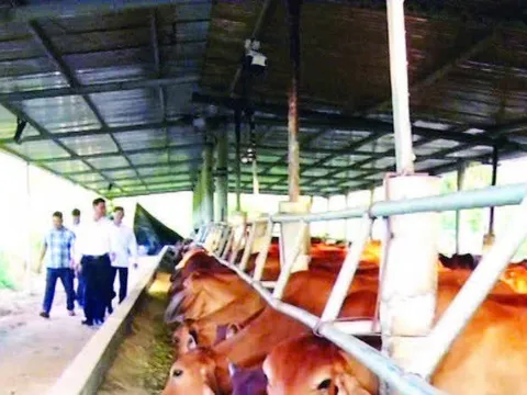 Mô hình chăn nuôi bò nhốt tại Quảng Trị: Lời giải cho bài toán kinh tế nông nghiệp bền vững 