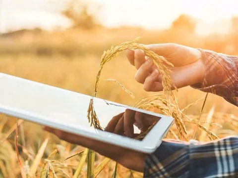 Chiến lược AI của FAO: Lấy công nghệ làm đòn bẩy khoả lấp "khoảng trống" dữ liệu nông nghiệp toàn cầu