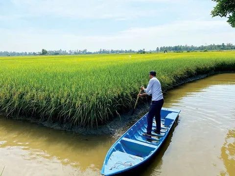 Mô hình sản xuất lúa phát thải thấp: Vị thế mới của nông nghiệp Đồng Bằng Sông Cửu Long