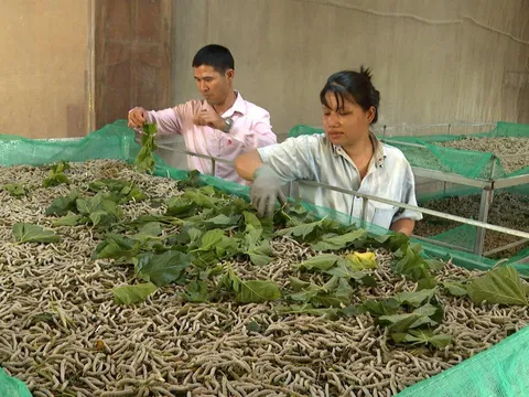 Đắk Lắk: Tín dụng chính sách tiếp sức người dân vững bước an sinh trên cao nguyên Lắk