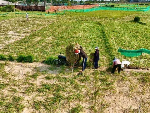 Nỗi lòng "Vàng trắng" Lý Sơn: Từ rủi ro độc canh đến yêu cầu cấp bách về bảo hộ thương hiệu