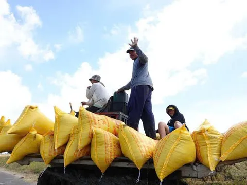 Hạt gạo Việt Nam: Từ vị thế "nồi cơm" khu vực đến chiến lược giá trị bền vững