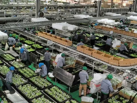 Kỷ nguyên vươn mình của nông nghiệp Việt: Từ xuất khẩu nông sản đến xuất khẩu công nghệ và di sản