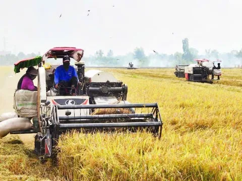 Trung tâm lúa gạo vùng Đất Chín Rồng: Từ hạ tầng logistics đến hạt nhân an ninh lương thực toàn cầu