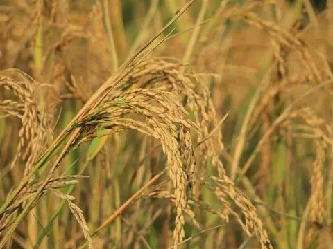 Nông nghiệp thông minh: Từ đột phá "lúa tái sinh" đến bài học về an ninh lương thực tự chủ