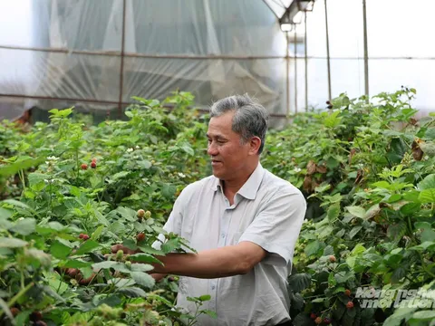 Kinh tế tuần hoàn trong nông nghiệp: Giải bài toán chi phí từ rác thải hữu cơ