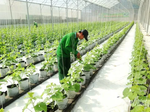 Tối ưu hóa năng lượng trong canh tác nông nghiệp qua kỹ thuật tưới ngập - khô xen kẽ