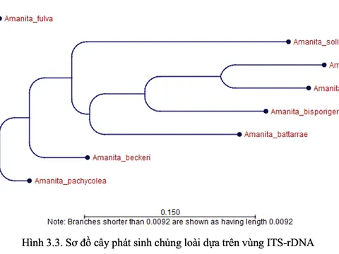 Phân tích thành phần nucleotide và cấu trúc cây phát sinh chủng loại nấm Amanita thu thập tại Tây Nguyên
