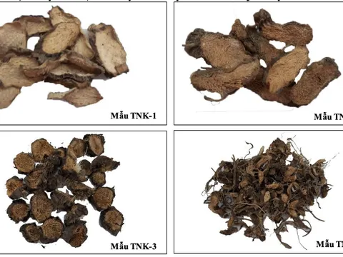 Khảo sát thành phần hoá học một số loài thuộc chi thiên niên kiện (Homalomena)