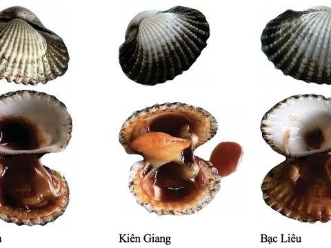 Đặc điểm cảm quan và chất lượng đặc thù của sò huyết Cà Mau khi xác lập quyền đăng ký chỉ dẫn địa lý