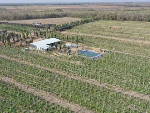 Sản xuất cây xanh theo hướng hiện đại hóa - Bước đi thời đại mới