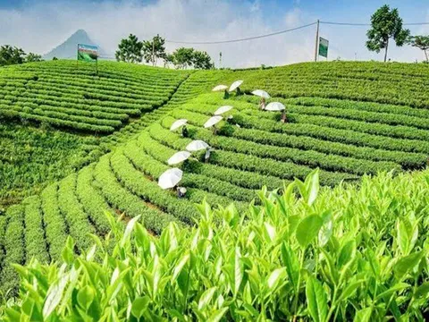 Hành trình nâng tầm trà Việt: Từ sản vật tự nhiên đến biểu tượng văn hóa và ngoại giao quốc gia