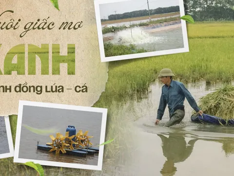 Nuôi giấc mơ “xanh” từ cánh đồng lúa - cá