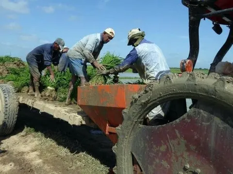 Sức sống mới trên những cánh đồng Cuba: Dấu ấn công nghệ lúa gạo Việt Nam từ góc nhìn báo chí quốc tế