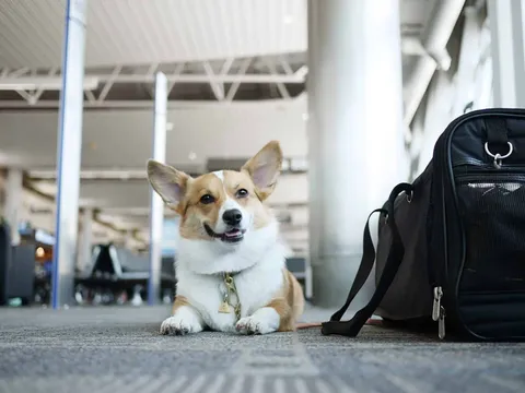 Vận chuyển thú cưng đi các tỉnh miền Tây tại Pet Đi Xe