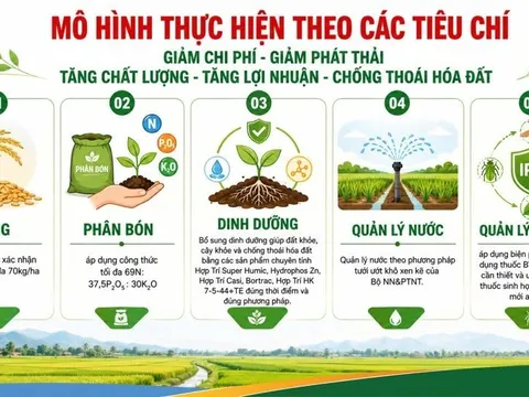 Từ ruộng phèn Tân Thạnh: Mô hình canh tác lúa Hợp Trí cho hiệu quả tăng hơn 6 triệu đồng/ha
