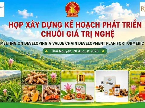 Thái Nguyên xây dựng kế hoạch nâng cấp chuỗi giá trị dong riềng, nghệ và bí xanh thơm