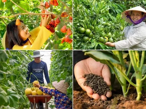 Phương hướng, quan điểm, nhiệm vụ và giải pháp phát triển nông nghiệp sinh thái, xanh, tuần hoàn trong giai đoạn mới