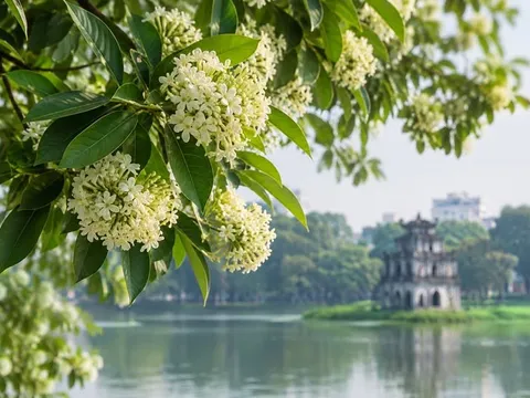 Sống chung cùng mùa hoa: Góc nhìn bao dung về hoa sữa Hà Nội