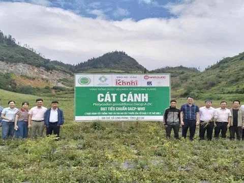 Dược liệu Lào Cai: Gắn vùng trồng với chuỗi giá trị, mở lối phát triển bền vững