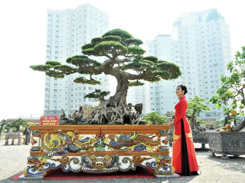 Những cây cảnh quý hiếm hội tụ về Hà Nội