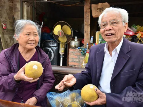 Bưởi làng La Tinh khiến người ốm ăn cũng khỏe lại