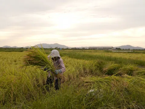 Chi phí phân bón tăng đe dọa nguồn cung gạo thế giới