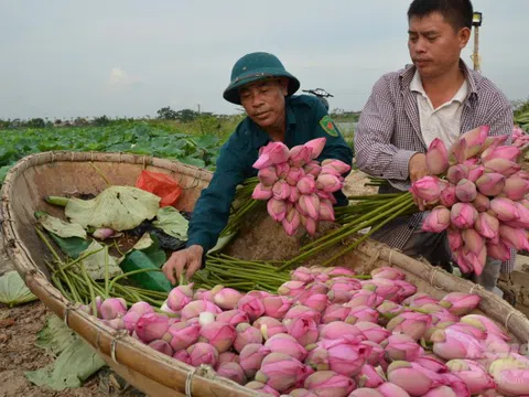 Chủ nhân của 'làng sen' rộng hơn 50 ha giữa Thủ đô