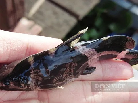 Loài cá suýt tuyệt chủng, người dân mang về nuôi kiếm bộn tiền