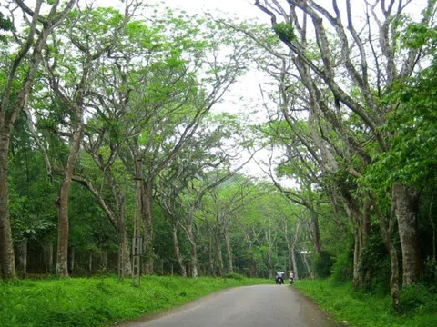 TS. Lê Thành Ý: Triển khai chính sách giao đất giao rừng để rừng có chủ