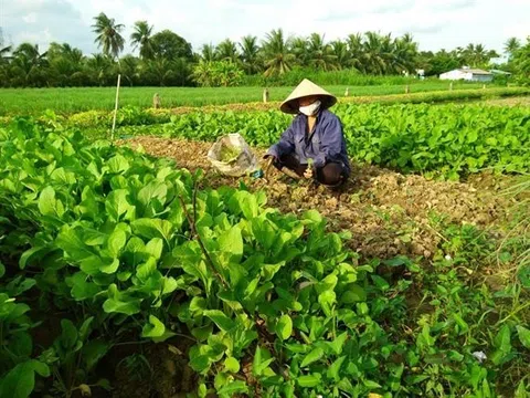 Tiền Giang: Kết hợp các chính sách an sinh xã hội trong thực hiện mục tiêu giảm nghèo bền vững