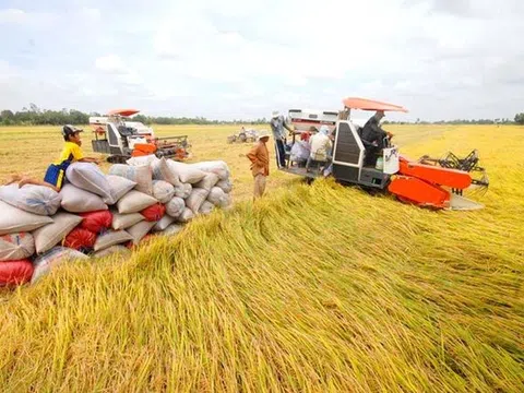 Chính phủ ban hành chính sách hỗ trợ bảo vệ đất trồng lúa