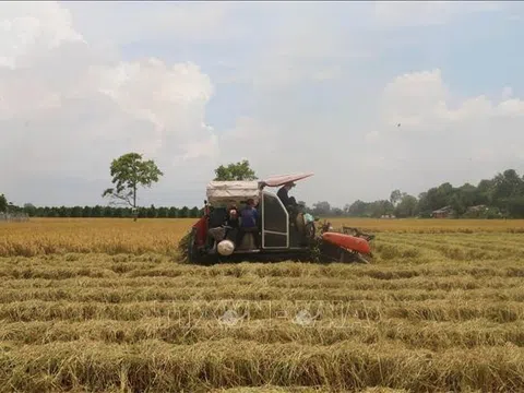 Liên kết sản xuất lúa Đông Xuân ở Tiền Giang