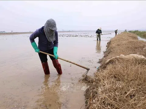 Hơn 31% diện tích khu vực Trung du và Đồng bằng Bắc Bộ có nước cho gieo cấy vụ Đông Xuân