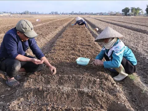 Nam Định: Nông dân xuống đồng đầu Xuân mới